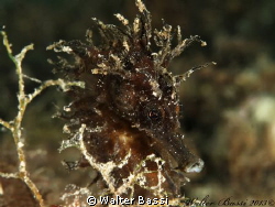 Hippocampus guttulatus by Walter Bassi 